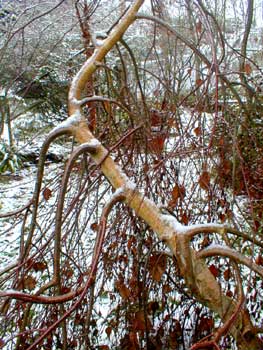 Weeping Birch