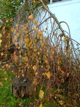 Weeping Birch