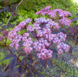 Gerda Elderberry