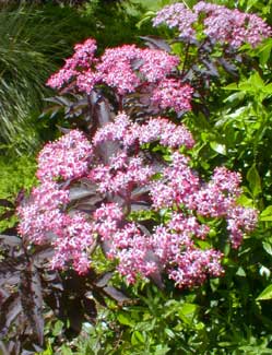 Gerda Elderberry