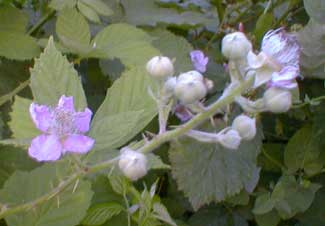 Blackberries