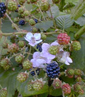 Blackberries