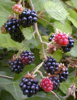 Blackberries