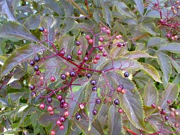 Black Elderberry