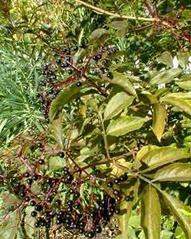 Black Elderberry