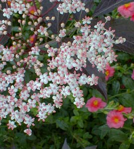 Purple Elderberry