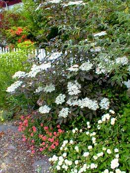 Purple Elderberry