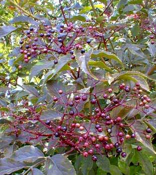 Purple Elderberry