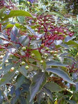 Elderberries