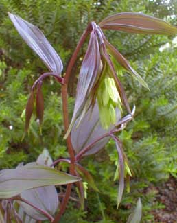 Fairybells