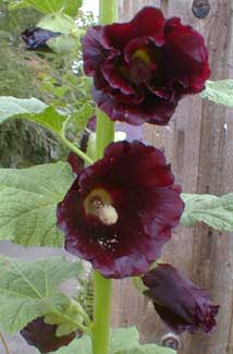 Black Hollyhock