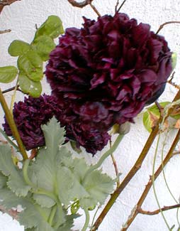 Black Poppy