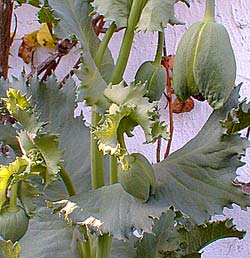 Black Poppy buds