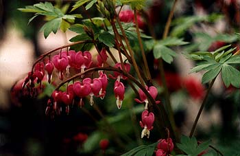 Bleeding Heart