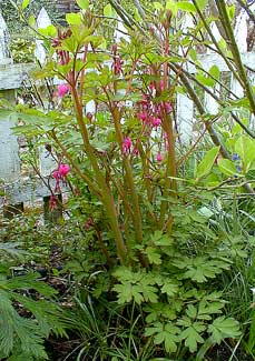 Bleeding Heart