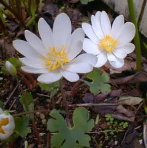 Bloodroot