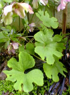 Bloodroot leaves