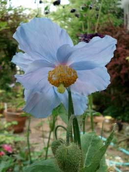 Blue Poppy