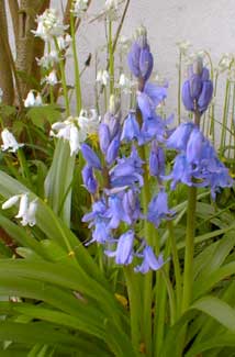 Bluebells