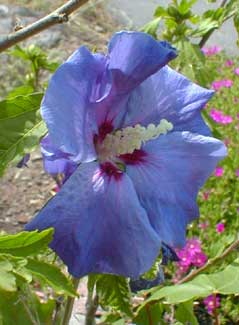 Rose of Sharon