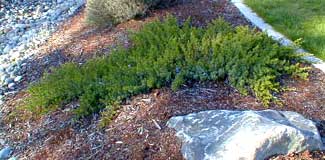 Carpet Juniper