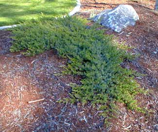 Carpet Juniper