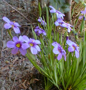 Blue-eyed Grass