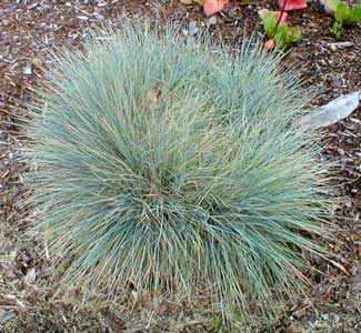 Blue Fescue