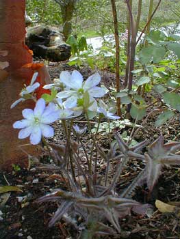 Hepatica