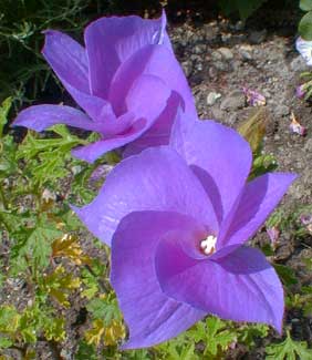 Blue Hibiscus