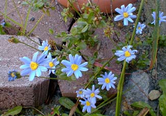 Blue Marguerite