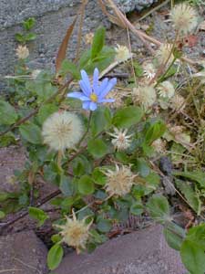 Blue Marguerite