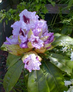 Blue Peter Rhododendron