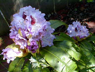 Blue Peter Rhododendron