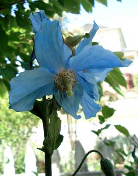 Blue Poppy