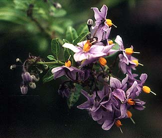 Blue Potato Vine