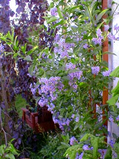 Blue Potato Vine