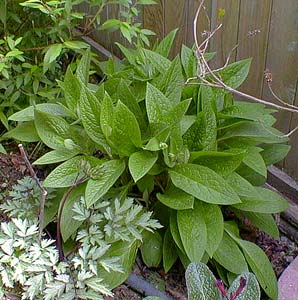 Borage