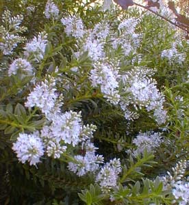 Boxleaf Hebe blooms