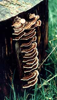 Fungus