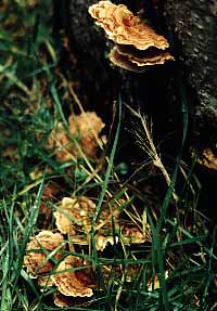 Fungus