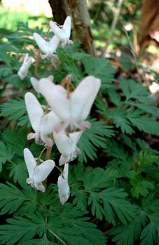 D. cucullaria