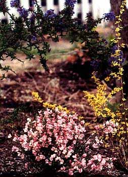 Lilac Time Broom