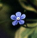 Bugloss Bloom