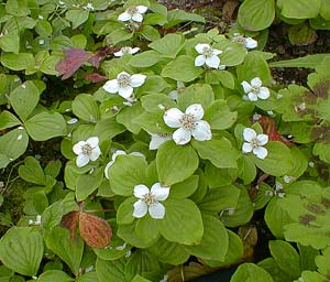 Bunchberry