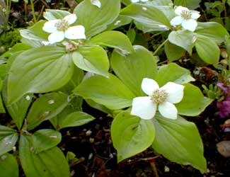 Bunchberry Flowers