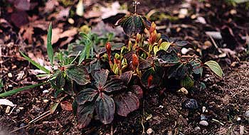 Bunchberry Immediately After Winter