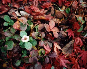 Bunchberry & Leaf-fall