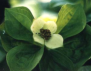 Bunchberry Flower