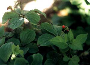 Bunchberry